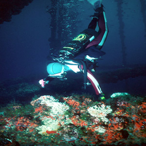 Photo of Diver Behind Platform Legs Photo of Diver Behind Platform Legs